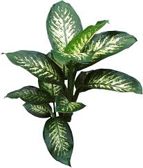 Dieffenbachia Great Houseplants Propagated By Air Layering And Stem Cuttings Wear Gloves Sap Is Toxic Houseplant Plants Variegated Plants Dumb Cane Plant