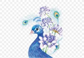 Colored pencil rendering of a peacock done from my own photos. Drawing Colored Pencil Painting Sketch Png 510x566px Bird Art Asiatic Peafowl Beak Blue Peafowl Download Free