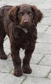 While caring for raven and her litter raven was really blowing out her coat that first week, but as time went on it slowed down. The Murray River Curly Coated Retriever