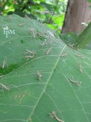 Maybe you would like to learn more about one of these? Praying Mantis Life Cycle Lesson For Kids Study Com