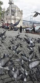Ertan Oktem Adli Kullanicinin Istanbul Panosundaki Pin