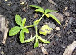 Image result for Merremia aegyptia