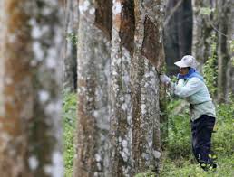 2/2008 yang telah diadakan pada 19/12/2008 telah memutuskan dengan membenarkan penggunaan bahan vitamin berjenama vitex bagi tujuan mengatasi masalah kekeringan kulit pokok getah yang dihadapi oleh pekebun kecil. Kerajaan Komited Perkasa Ekonomi 500 000 Pekebun Kecil Risda