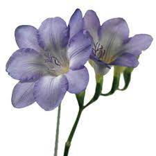 Freesia Freesia Species Pick Ontario Freesia Flowers Fresia Flower Purple Flowers