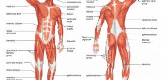 This is an online quiz called label the muscles. Online Class Tutoring Dentist Study Group