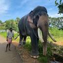 Puthuppally Elephants Official