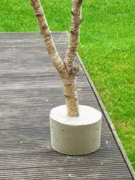 Il Mio Prato Verde Betulla In Cemento Prato Verde Betulla Decorazioni