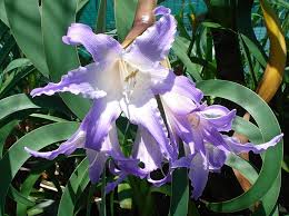 Image result for Vepris rogersii