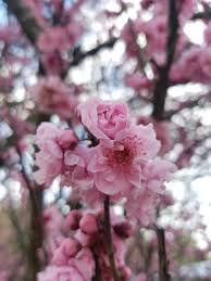 Fugenzo cherry trees were originally planted along the potomac river from the present site of the lincoln memorial south toward east potomac park, but gradually disappeared there. File Pink Cherry Blossom Tree Jpg Wikipedia