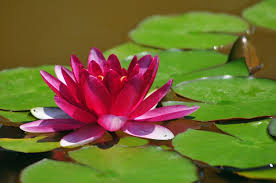 Check spelling or type a new query. Teratai Pesona Di Air Tenang Muarrief Rahmat