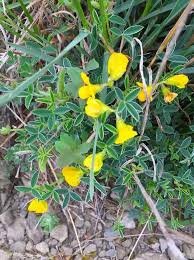 Image result for Argyrolobium stolzii