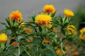 How To Grow Safflower Growing Safflower Guide