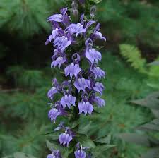 Image result for Lobelia dissecta