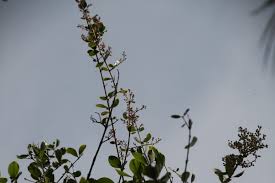 Image result for Steganotaenia hockii