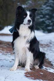 Alexandra Ursan Collie Puppies Border Collie Puppies Herding Dogs