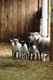 Yesss We Mogen Weer Heeeerlijk Naar Buiten Lente Animals Cute Animals Animals Beautiful