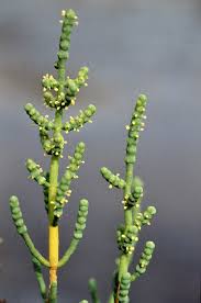 Image result for Arthraerua leubnitziae