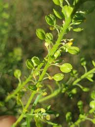 Image result for Lepidium bonariense