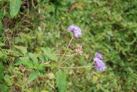 Image result for Bothriocline longipes