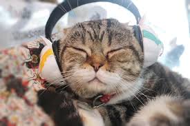 We did not find results for: à¸­ à¸²à¸§ Kingdom Of Tigers à¸— à¸™à¸« à¸§à¸‚à¸­à¸‡à¸š à¸²à¸§ Facebook