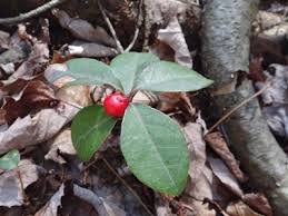 Image result for Teaberry T-Dispatch