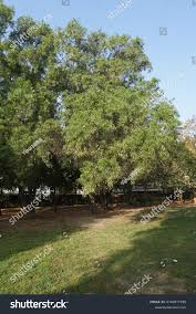 Image result for Searsia lancea