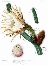 Selenicereus, or moonlight cactus, is an epiphytic, lithophytic, and terrestrial cactus genus found in mexico, central america, the caribbean and northern south america. Selenicereus Grandiflorus Zxc Wiki