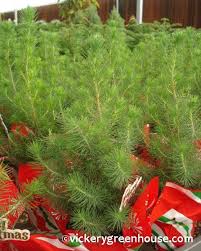 Whether a themed party or new year's eve, these christmas pine trees never fail to impress. Italian Stone Pine Vickery Wholesale Greenhouse