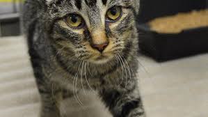 The shelter makes every effort to find the owners of stray animals and encourages pet owners to keep their pets licensed and tagged. 30 Or More Cats Surrendered To Clare County Animal Shelter Wpbn