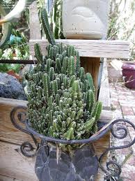It is one of the most commonly sold indoor cacti because of its popularity among beginners. 80 Fairy Castle Cactus Ideas Fairy Castle Cactus Fairy Castle Cactus