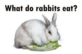 Daylilies are also known for their allergy inducing properties. What Do Rabbits Eat The Complete List And What To Avoid Rabbitly