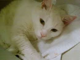 Maybe you would like to learn more about one of these? Arlington North Animal Clinic Home Facebook