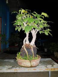About Us Bonsai Bangladesh