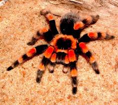 Mexican Red Knee Orumcek Kelebekler Hayvanlar