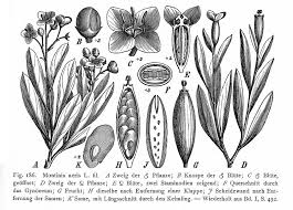 Image result for Montinia