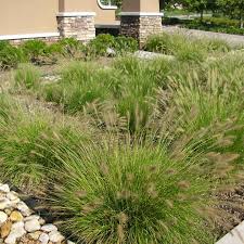 Maybe you would like to learn more about one of these? Types Of Ornamental Grasses For Sale At The Grass Pad