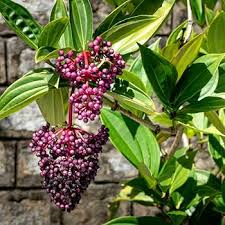 Image result for Hunteria myriantha