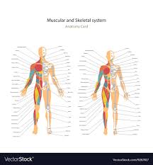 Male And Female Muscle And Bony System Charts With Vector Image