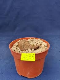 Image result for Euphorbia platyrrhiza