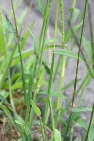 Image result for Ischaemum