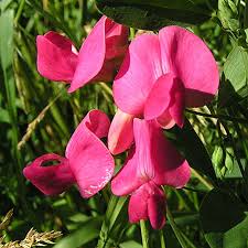 Image result for Lathyrus