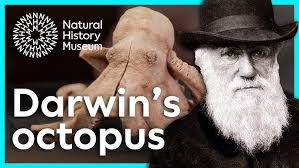 Rainforests: How to restore Earth's lungs