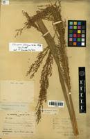 Image result for Panicum phragmitoides