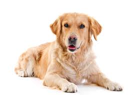Image result for dog image no background