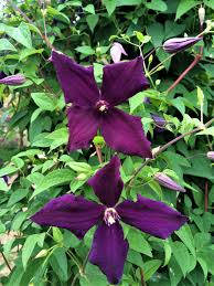 We have often been asked to recommend plants for climbing on trellises, fences and walls. Everything You Need To Know About Climbing Plants And How To Choose Them Cbc Life