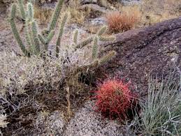 Some of the largest specimens can be found in the mojave desert in southern california. California Barrel Cactus Ferocactus Cylindraceus