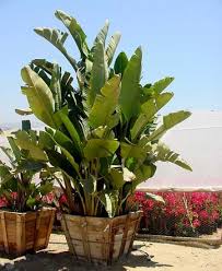 Bird Of Paradise In Pot Outside Pin On Outside