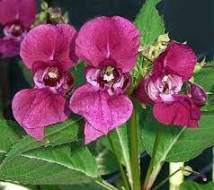 Pin On Impatiens Species