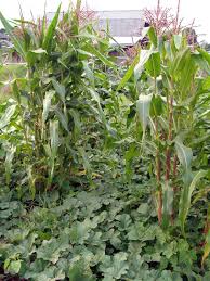 Maybe you would like to learn more about one of these? Three Sisters Companion Planting Plants Small Garden Design