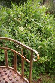 Image result for Shibataea kumasasa